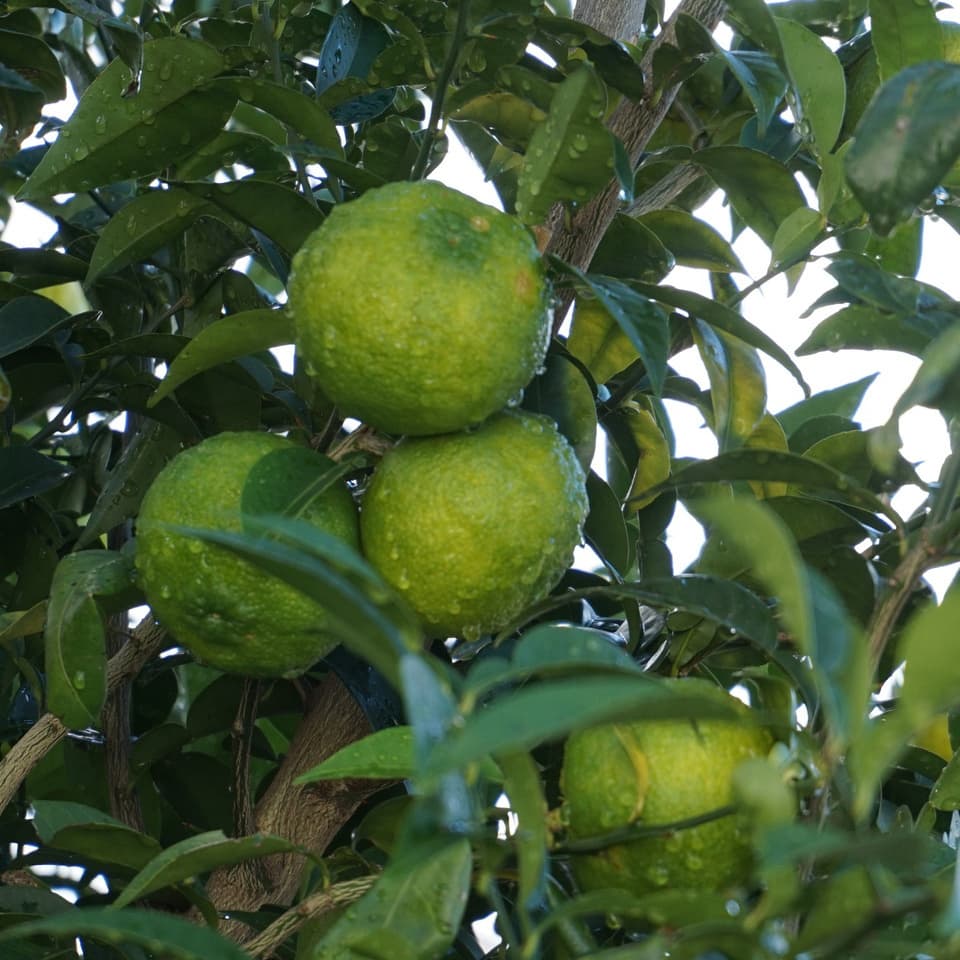 960x960_05.jpg